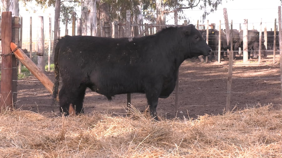 Lote TOROS PUROS POR CRUZA 