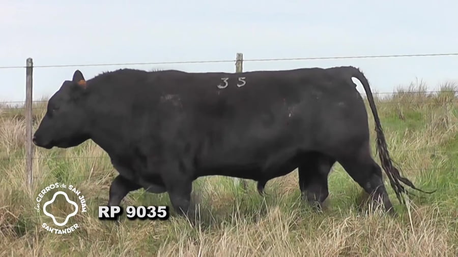 Lote Toro Aberdeen Angus SA de 3 años