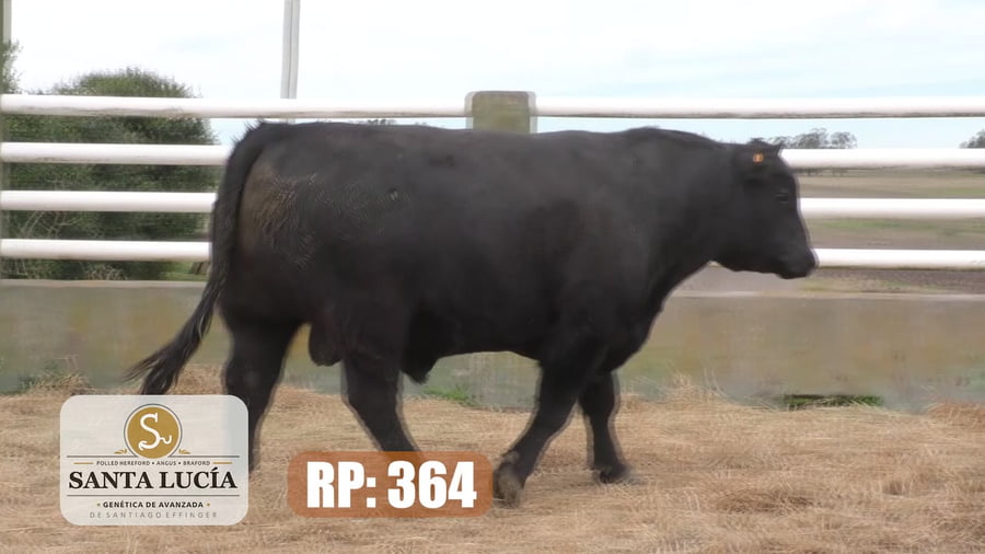 Lote Angus