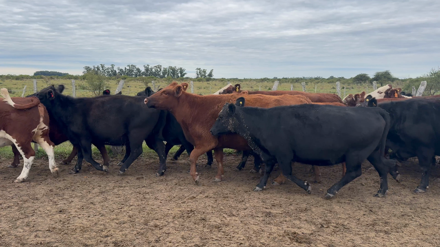 Lote 36 Vacas de invernar en Entre Ríos, Los Conquistadores