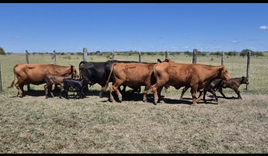 Lote 46 Vacas C/ cria en Corrientes, Curuzú-Cuatiá