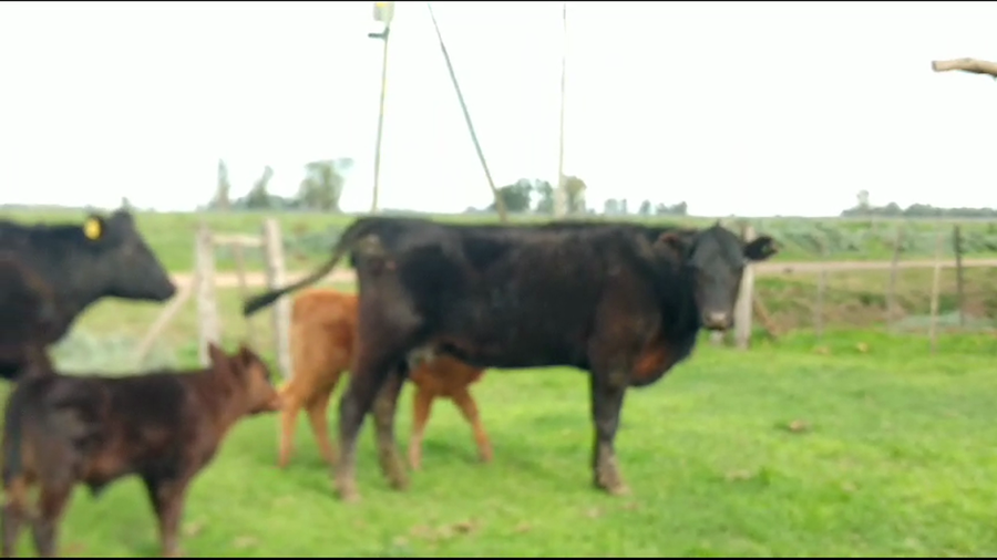 Lote 26 Vacas nuevas C/ cria en Cañuelas, Buenos Aires