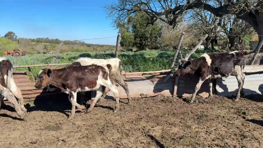 Lote TERNEROS