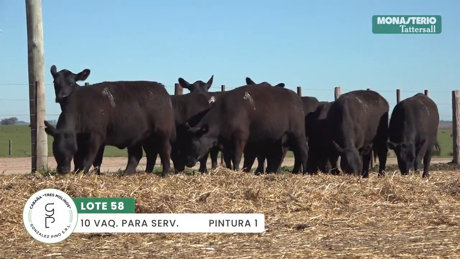 Lote "TRES MOLINOS" VAQUILLAS Para Servicio