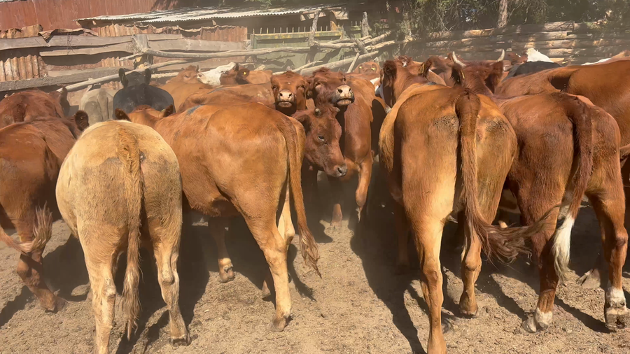 Imagen 1 del Lote Lote 37 Vaquilla Engorda en Parral, VII  Región Maule