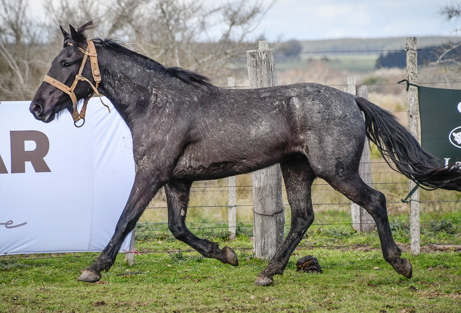 Lote GUAYABO LA FLECHILLA