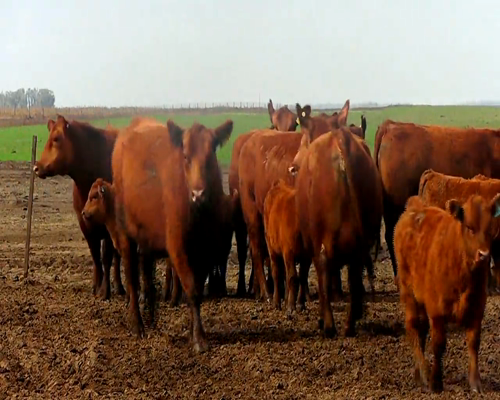 Lote VACAS ANGUS COL. MAS C/CRIA