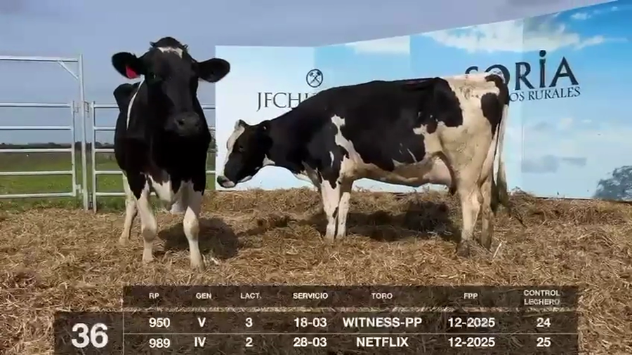 Lote VACAS EN PRODUCCIÓN PREÑADAS