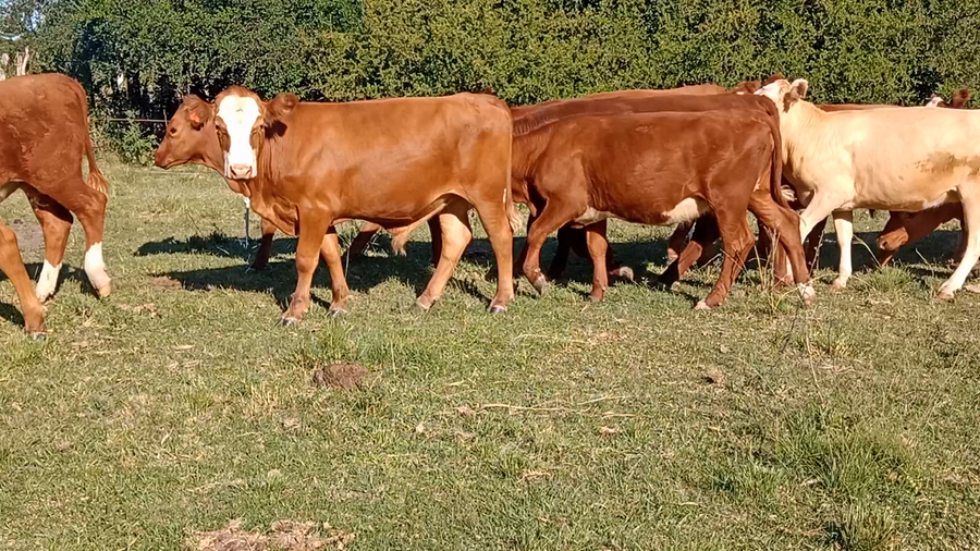 Lote 72 Terneros/as