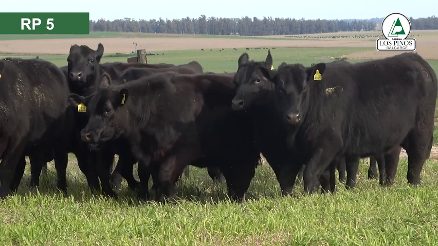 Lote 9 Vaquillonas preñadas ANGUS a remate en 40º Remate Anual - Cabaña Los Pinos en Balcarce