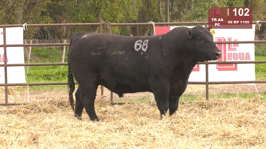Lote TOROS ANGUS NEGROS  PC