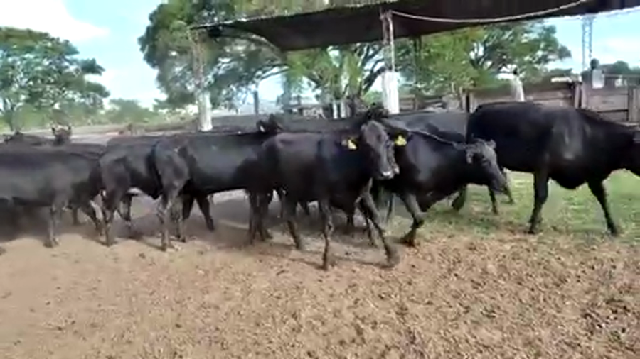 Lote 45 Vaquillonas C/ gtia de preñez en Pto. Eva Perón, Chaco