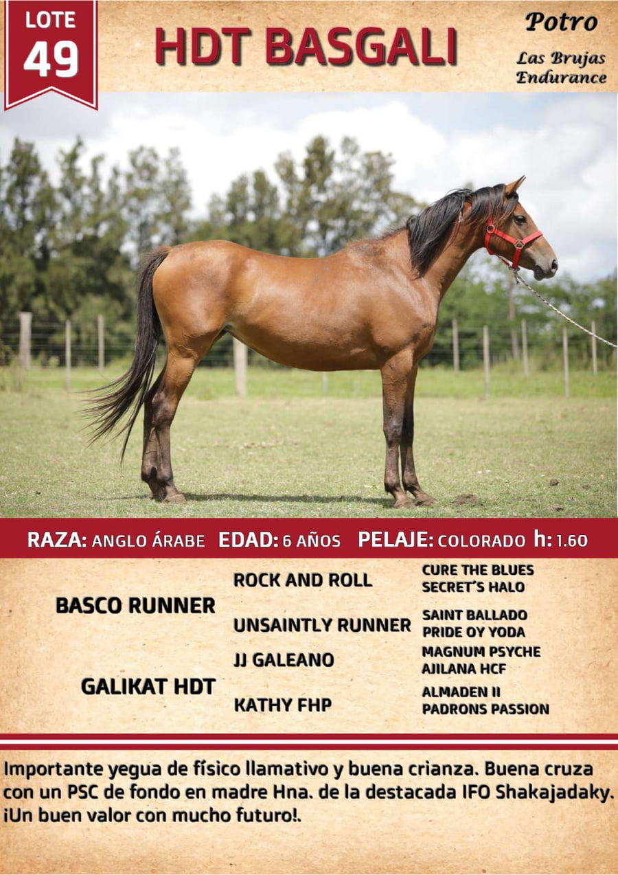Lote HDT BASGALI