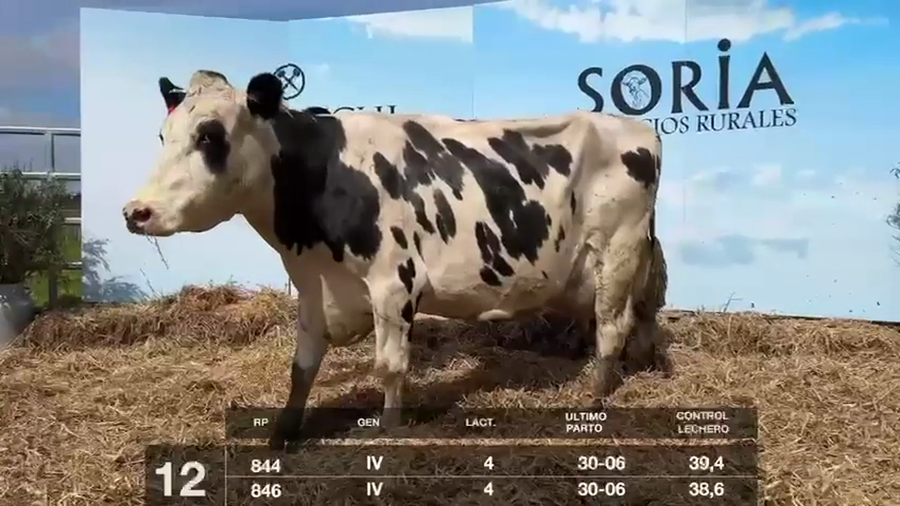 Lote VACAS EN PRODUCCIÓN