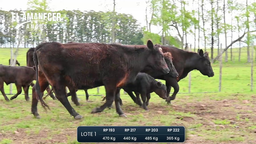 Lote Piezas de cria