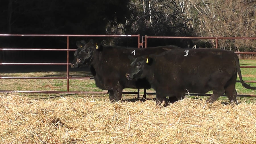 Lote VAQUILLONAS PURAS DE PEDIGREE (c/garantía de preñez o parida)