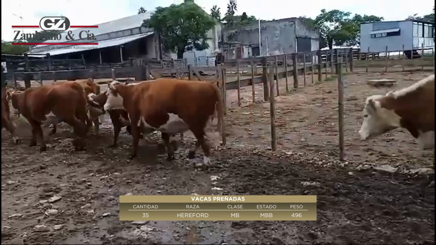 Lote 35 Vientres Preñados a remate en 6º Expo Nacional Hereford 496kg -  en Merino
