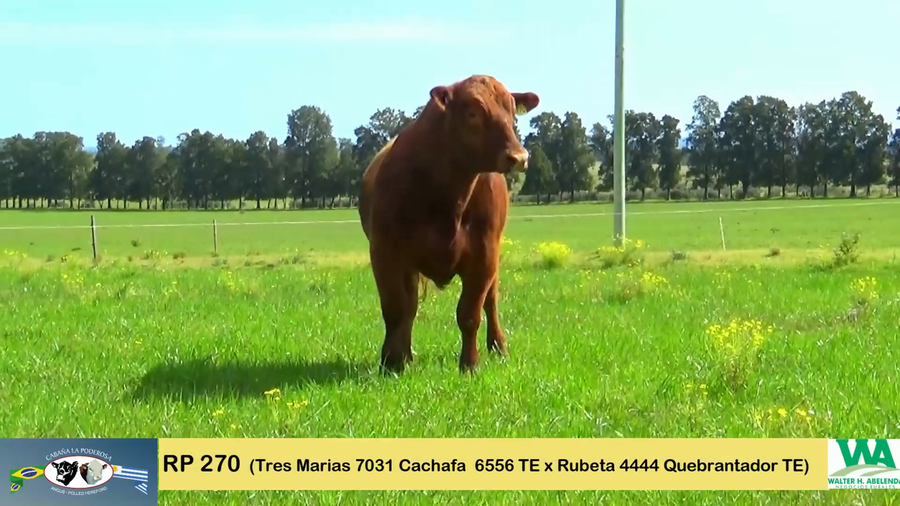 Lote PODEROSO CACHAFAZ 270