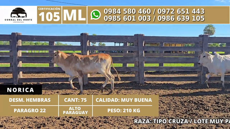 Lote 75 Desmamantes hembras a remate en 1ra Feria Especial Monte del Chaco 210kg -  en Carmelo Peralta los de Norica  Puerto Sastre los de Ygua Pora