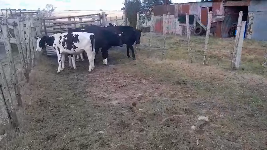 Lote 6 Novillos a remate en Pantalla Camy, San José