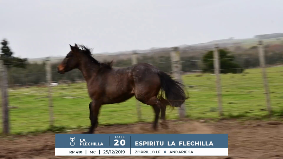 Lote ESPIRITU LA FLECHILLA