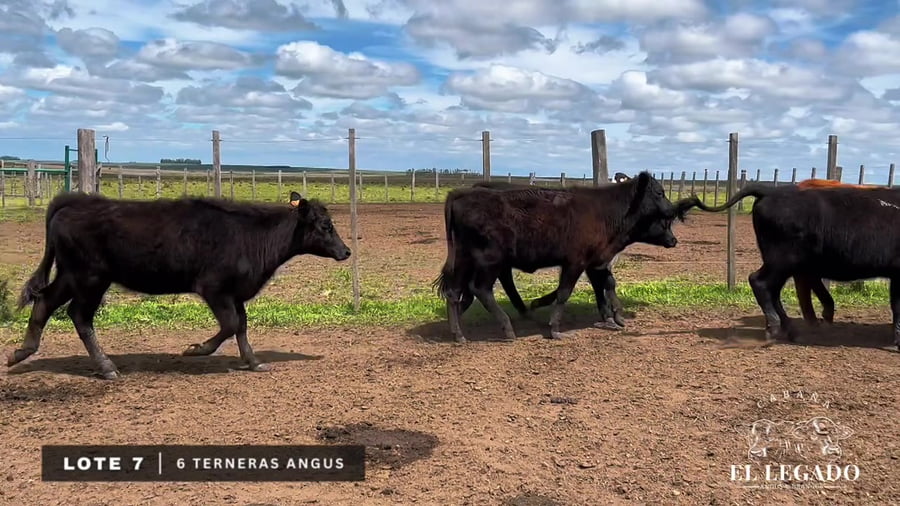 Lote Terneras Angus