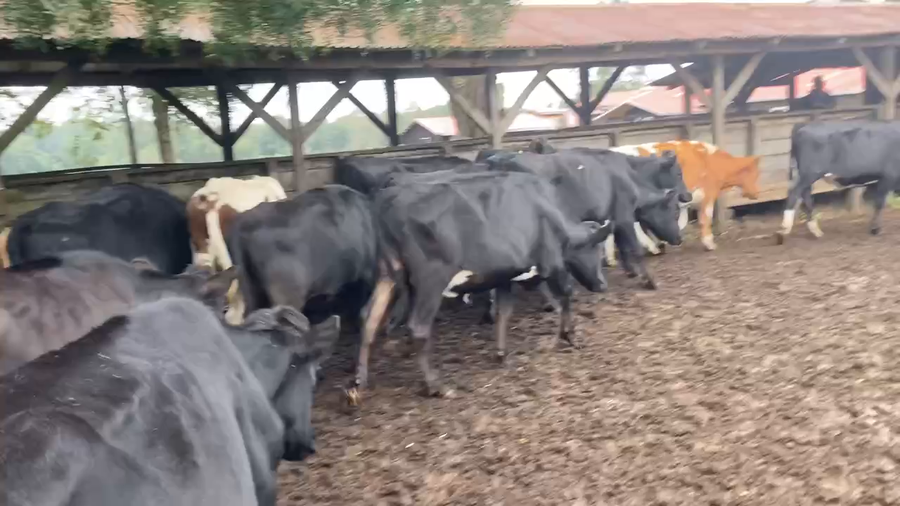 Lote 26 Novillo Engorda en Los Lagos, XIV Región Los Ríos