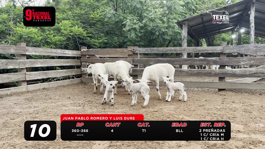 Lote LOTE 10- POR PANTALLA