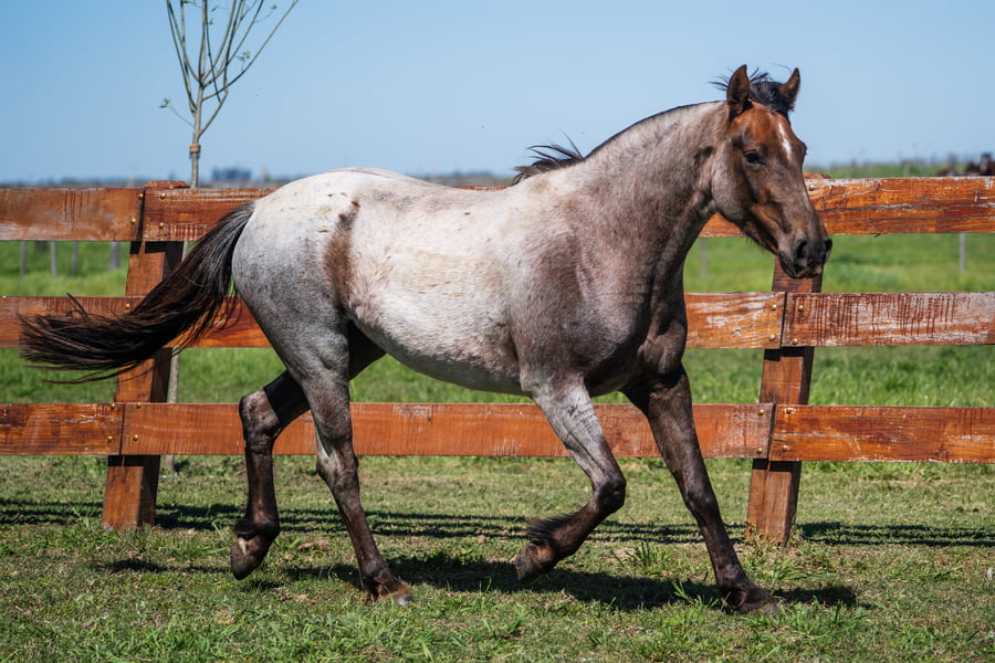 Lote CERRO CHENQUE ARGENTINA