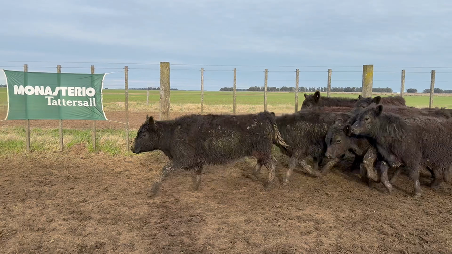 Lote 25 Terneros en Buenos Aires, Tres Arroyos