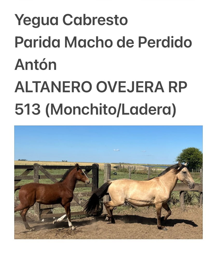 Lote ALTANERO OVEJERA. RP 513