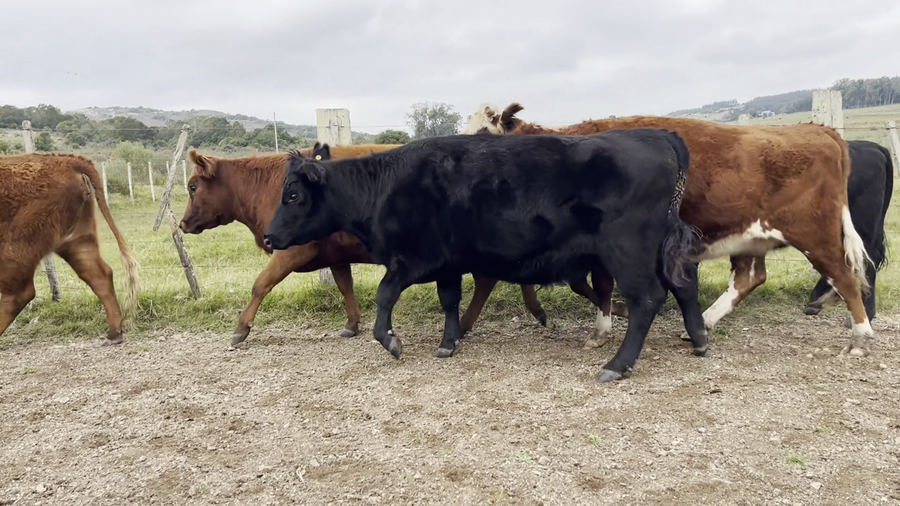 Lote VAQUILLONAS PREÑADAS