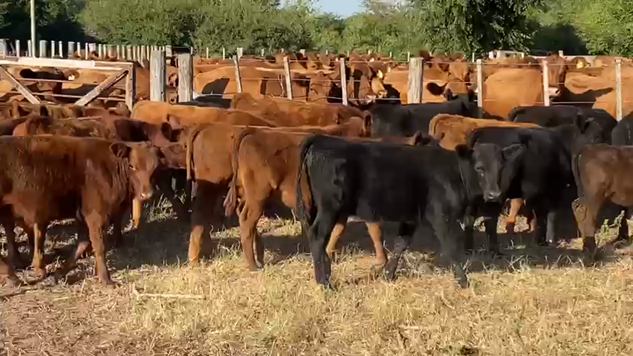 Lote 70 Terneras en Gral. Las Heras, Buenos Aires