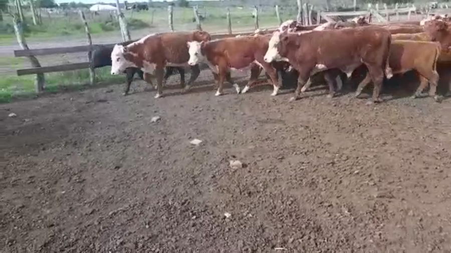 Lote 40 Terneros en Villaguay, Entre Ríos