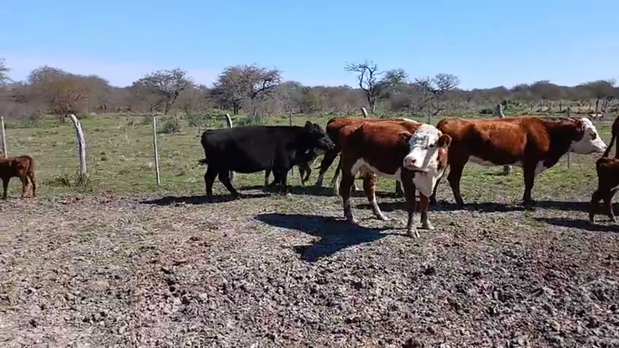 Lote 60 Vacas nuevas C/ cria en Entre Ríos, Los Conquistadores