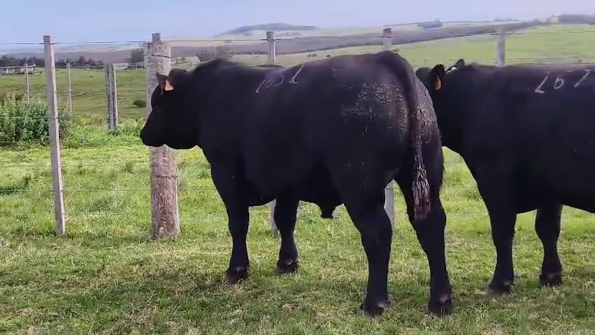 Lote Toros SA