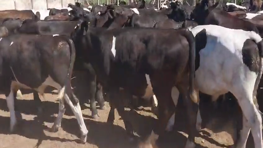 Lote 75 Terneros