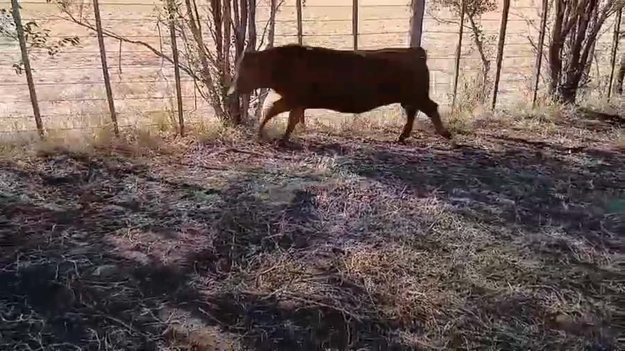 Lote 105 Terneros/as en A. Gonzales Chaves