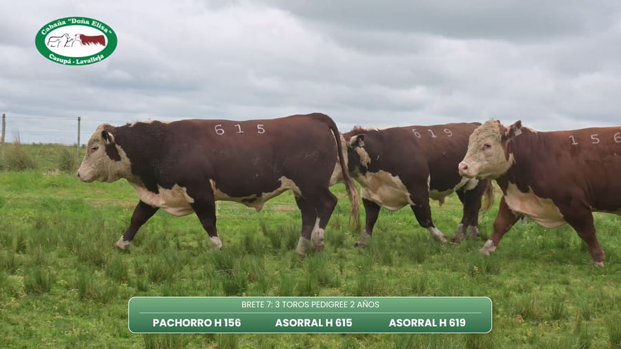 Lote TOROS PEDIGREE 2 AÑOS