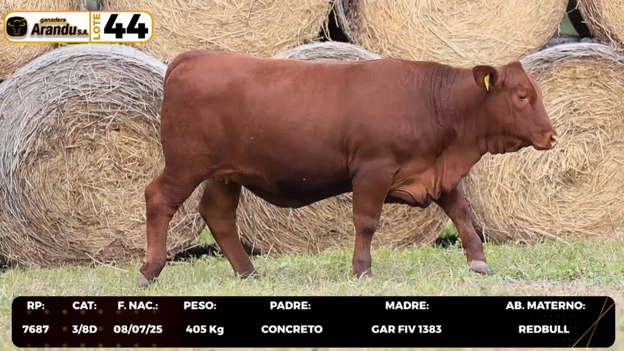 Lote LOTE 44