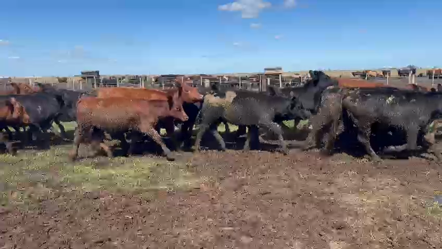 Lote 65 Terneras en Gral. Pinto