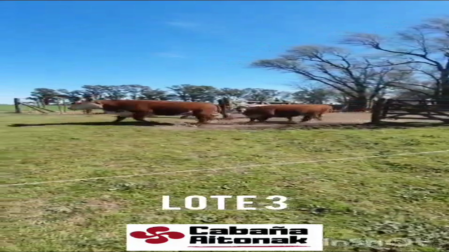 Lote VAQUILLONAS POLLED HEREFORD PURAS REGISTRADAS "Cabaña Aitonak"