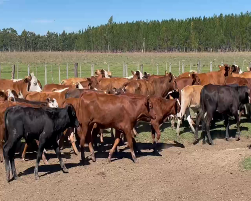 Lote 400 Terneros en Virasoro, Corrientes
