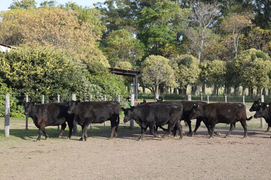 Lote CABAÑA “COEMBOTÁ” de Calderón Vientres Generales Negras Preñadas