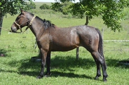 Lote Batuta La Garrapata