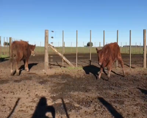 Lote 32 Terneras en Benito Juárez, Buenos Aires