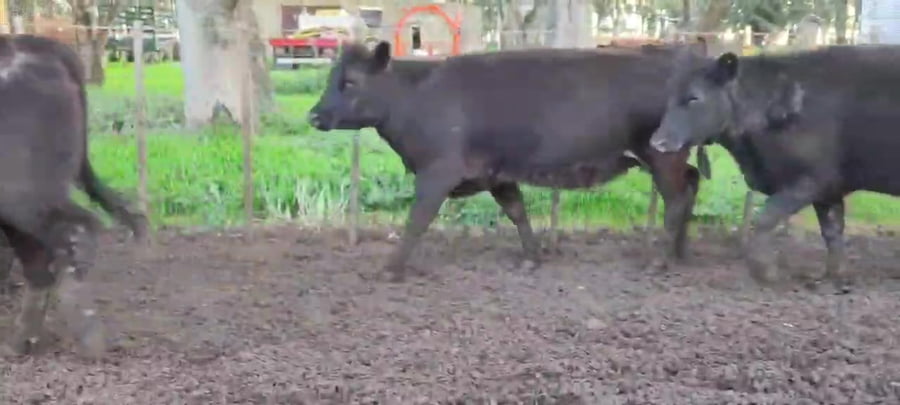 Lote VC Y VQ CGP - Laprida Bs As