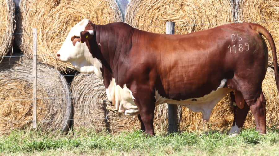 Lote LOTE 67