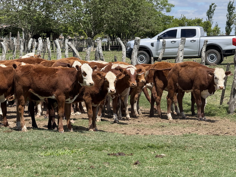 Lote 80 Terneros/as en Corrientes, Mercedes