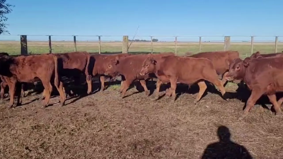 Lote 70 TERNS. MACHOS, OLAVARRÍA, BS. AS.